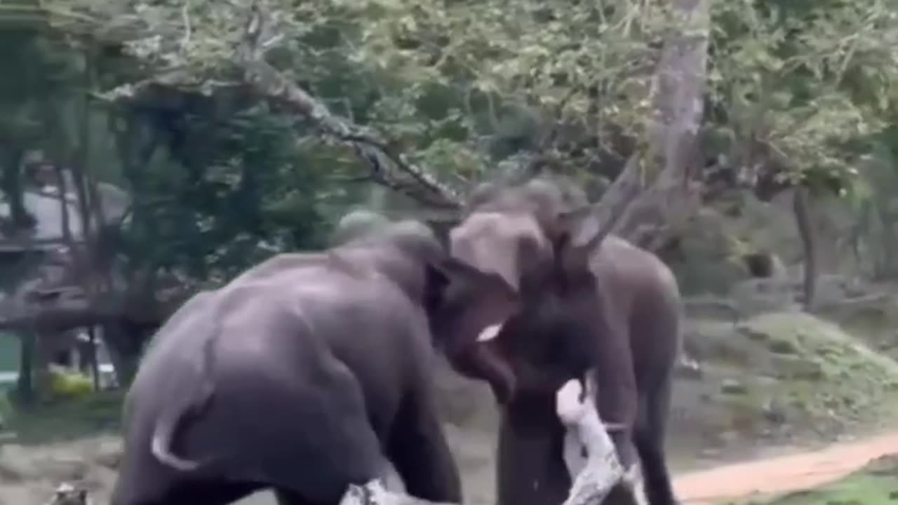 Elephant's Fight