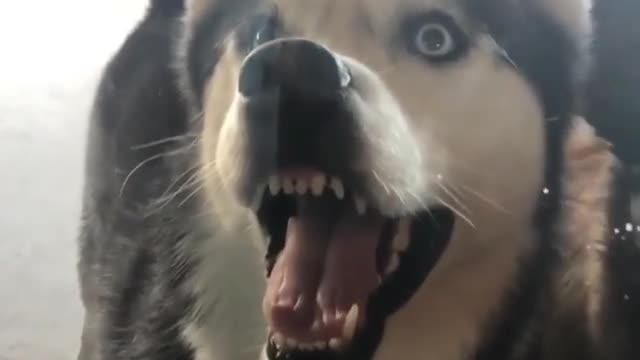 A dog with its mouth open.