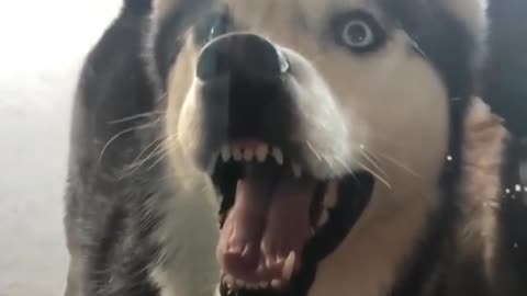 A dog with its mouth open.