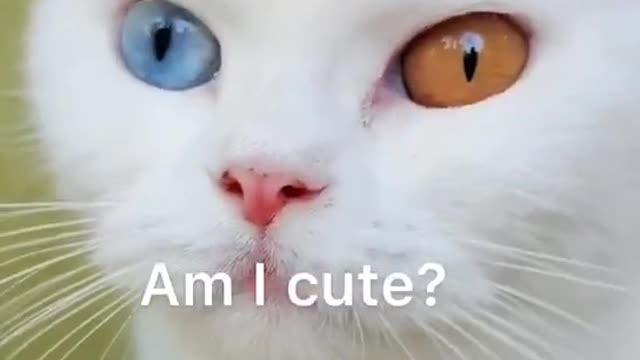 Cats Funny Videos 🐈 🙏