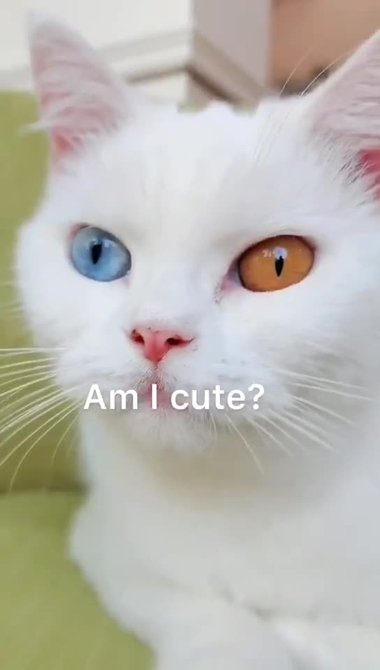 Cats Funny Videos 🐈 🙏