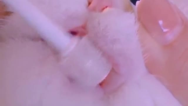 See how to clean a cat's teeth