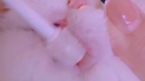 See how to clean a cat's teeth