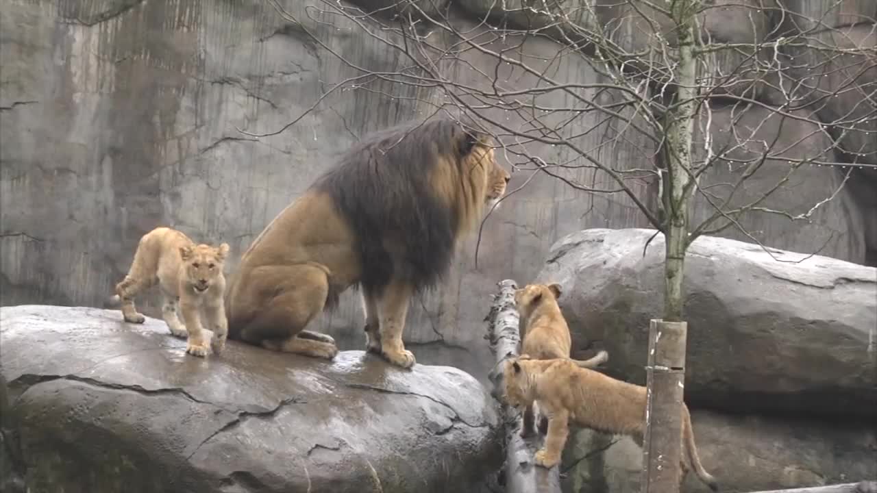 Lion cubs meet dad(720P_HD).mp4