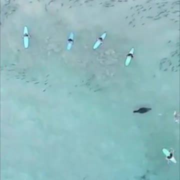 Fur seal chases shoals of fish around surfers.