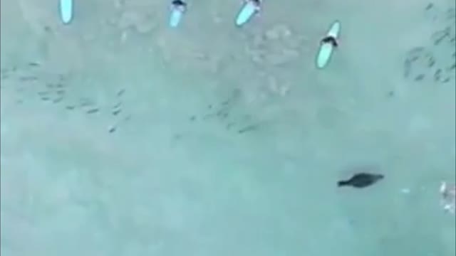 Fur seal chases shoals of fish around surfers.