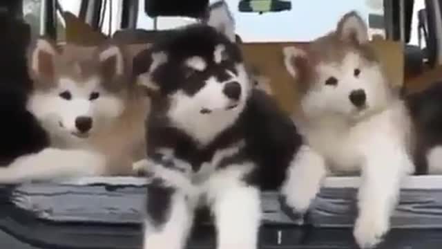 Three lovely dogs.