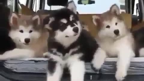 Three lovely dogs.