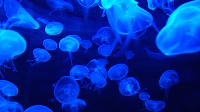 From the depths of the ocean are giant jellyfish