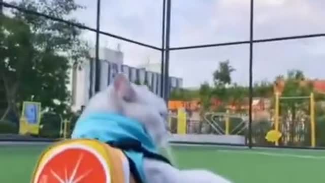 Best cat funny video toddler