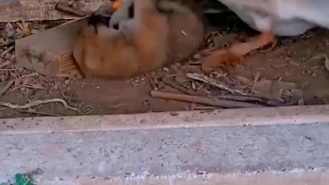 Funny 😂🤣#viral cute animal expression