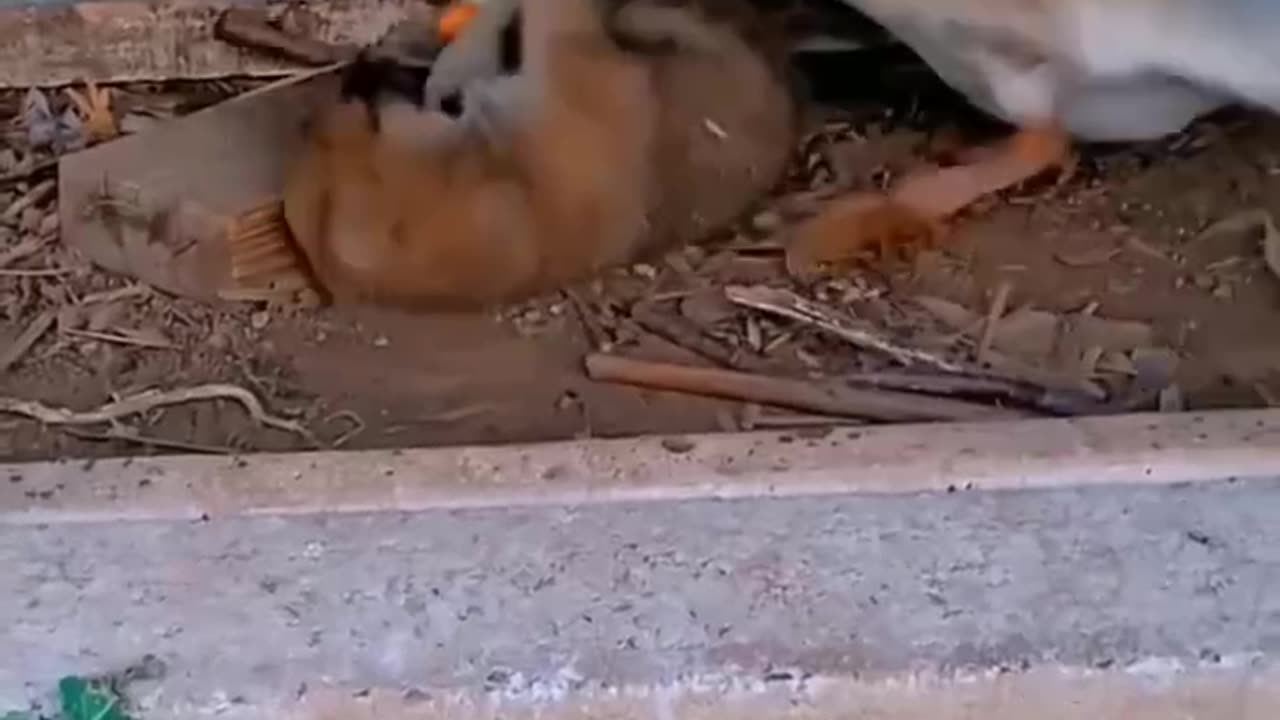 Funny 😂🤣#viral cute animal expression
