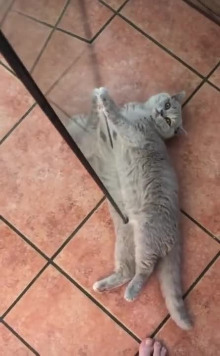 Funny Cats and Cute Kittens Playing Compilation for laugh !