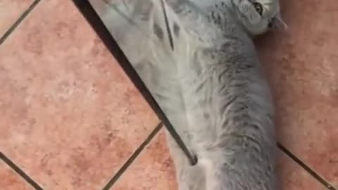 Funny Cats and Cute Kittens Playing Compilation for laugh !