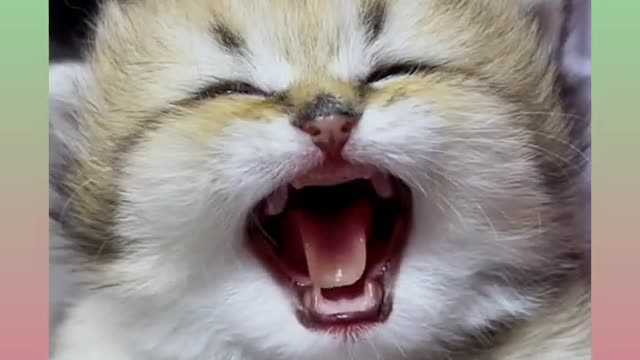 8 Cute and Smart Cat Video Compilation