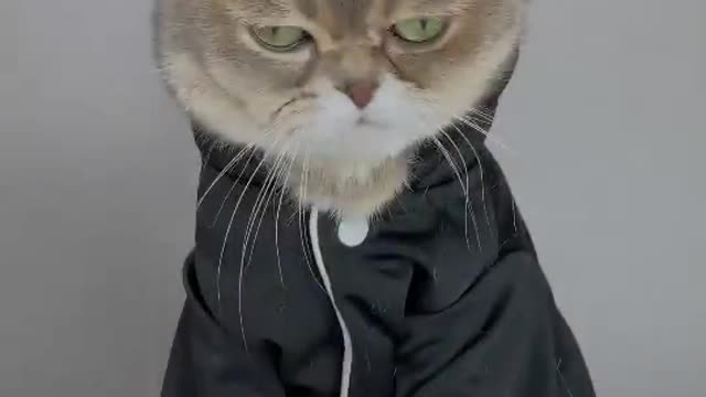 Kim Jong un look a like cat funny video