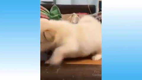 Cute animals playing to start the day