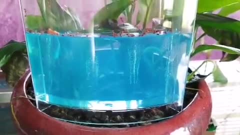 Gel Ants Farm Are Very Strong And Active