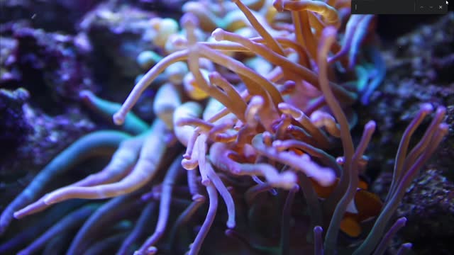 Aquarium 4K VIDEO (ULTRA HD) 🐠 Sea Animal