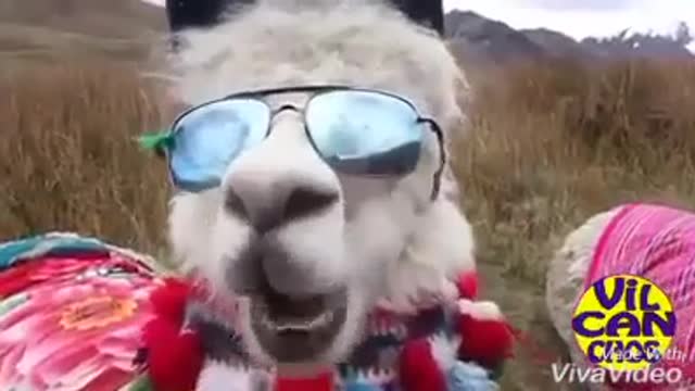 llama fachera