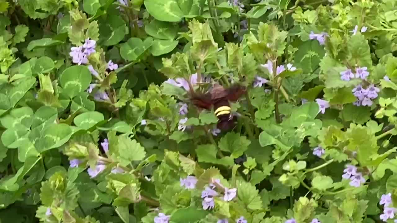 Hummingbird Moth working flowers