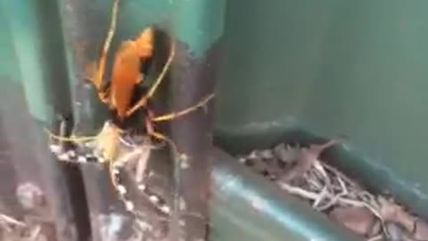 Tarantula vs Hornet