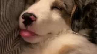 Mini Aussie Having an Adorable Nap
