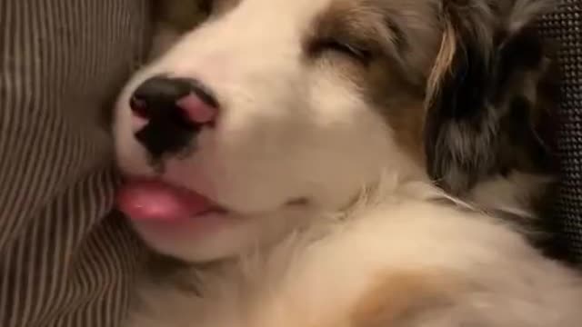 Mini Aussie Having an Adorable Nap