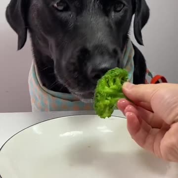 Well balanced diet for this pampered little guy 😊