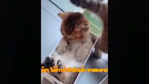 Cutest Adorable kittens Funny scene 9