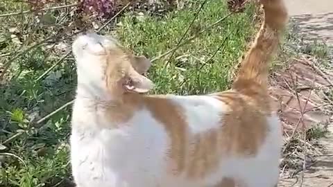 a cat playing with flowers