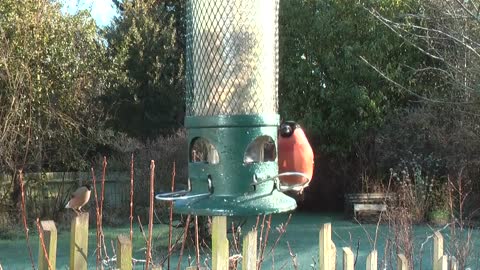 Bull Finch Garden Birds. Birds song