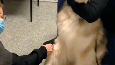 Cat and dog injection fann