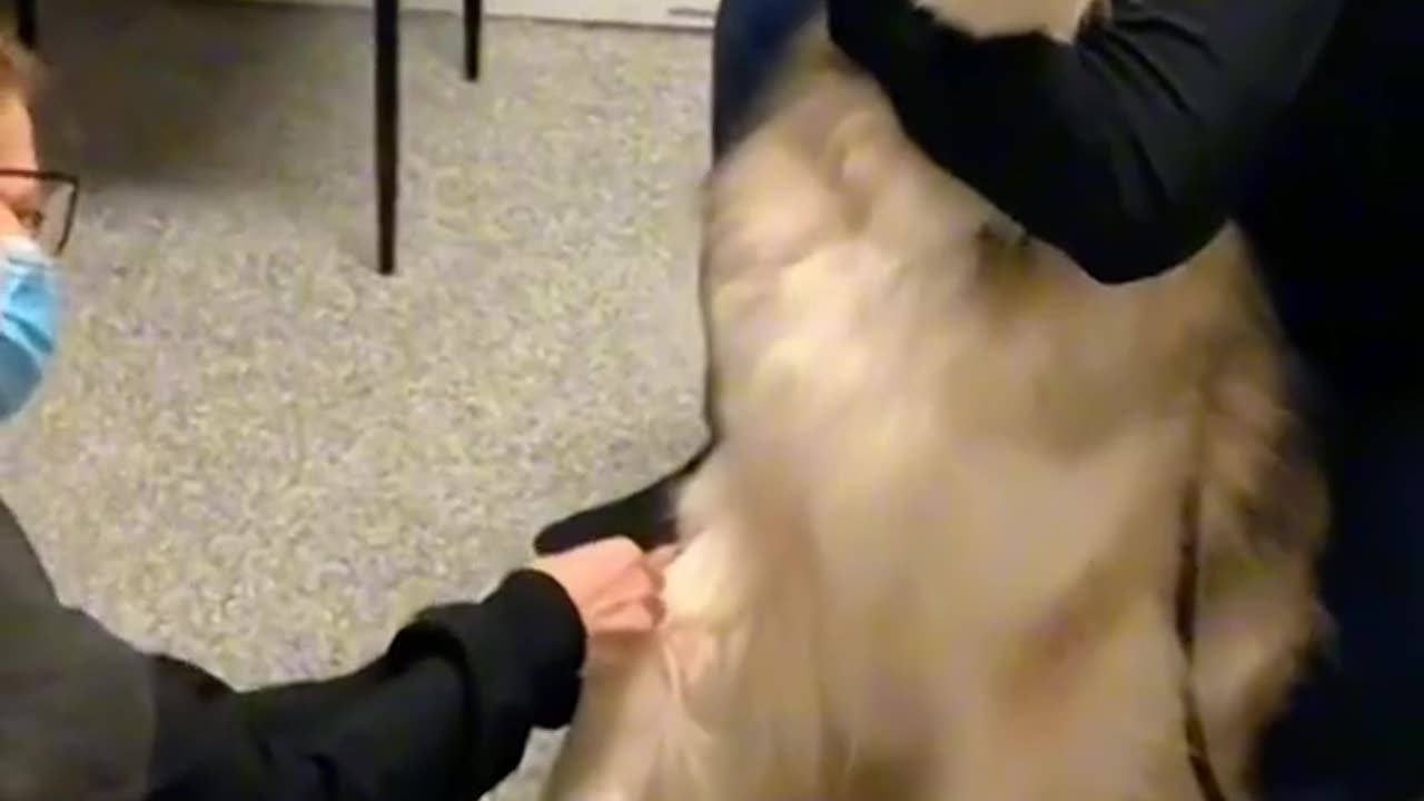 Cat and dog injection fann