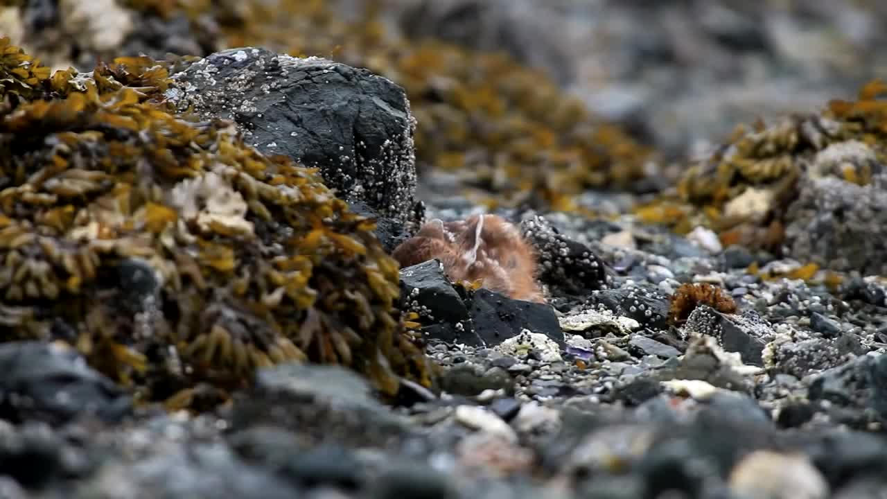 Newborn Fawn Born on the Beach