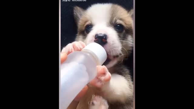 Funniest pets compilation 2021 part 9