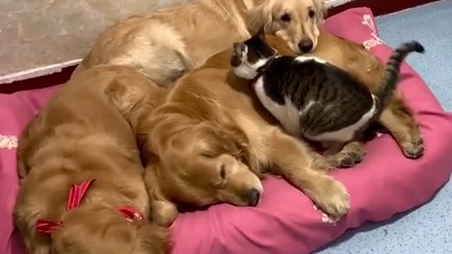 Can i sleep with you? Cat 🐈 and dog 🐕