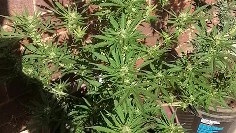 Joburg backyard grow