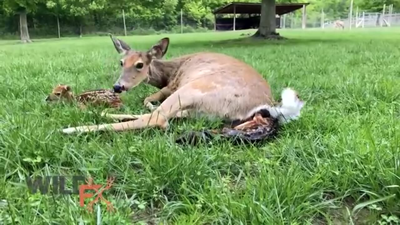 Deer 🦌 giving birth to baby fawns