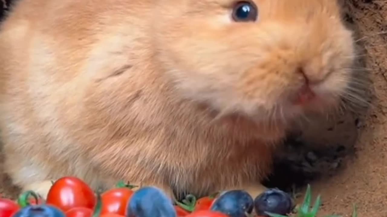 Cute rabbit