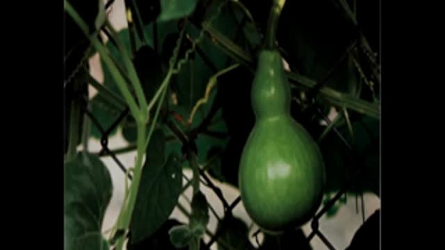 Bitchute Exclusive Video 46 Bottle Gourd Domestication