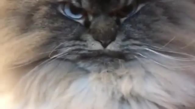 This is the first time I have seen such a fierce cat, have you seen it?