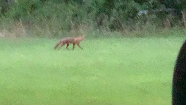 Foxes playing