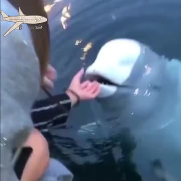 White dolphin picks up phone for woman who fell in water