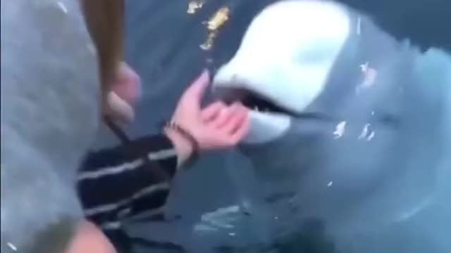 White dolphin picks up phone for woman who fell in water