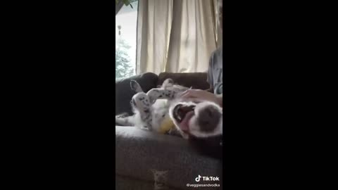 Funny animal