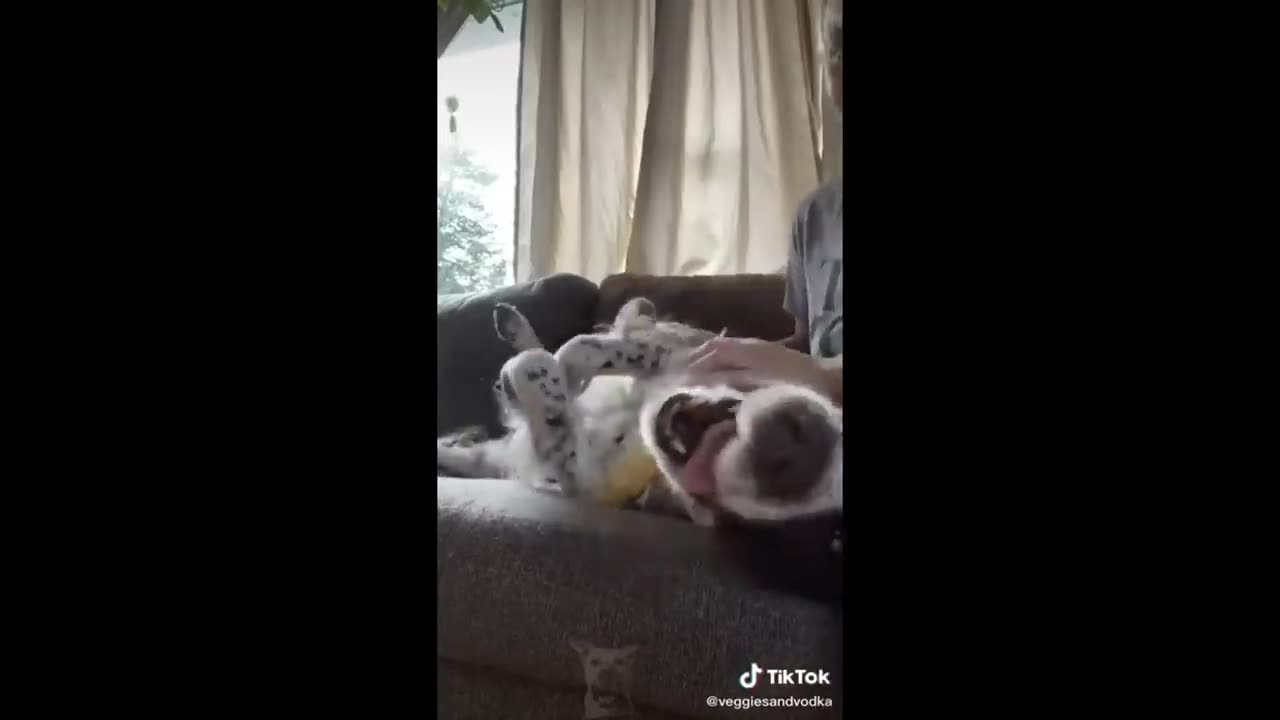 Funny animal