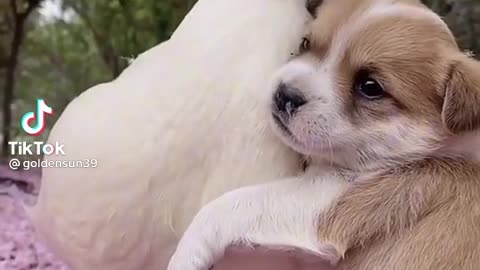 Puppy and little duckling so cute