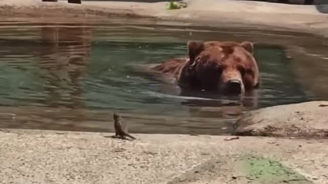 Bears from the Odesa Zoo