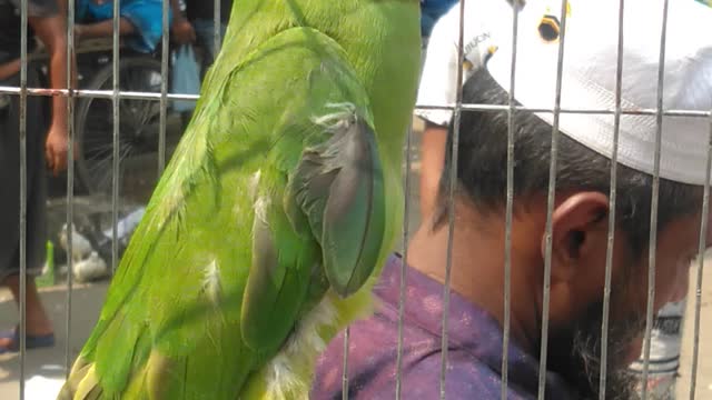 Amazing Parrot Video